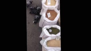 Pigeons in bag of cereals, Kiev fairs.