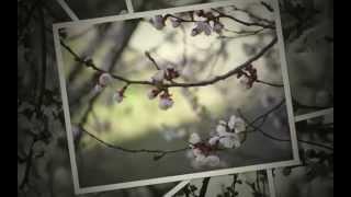 Beauty movie - flowering the apricot tree in my yard