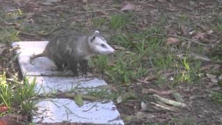 Possums mating in South Florida back yard