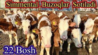 YOSH  SIMMENTAL BUZOQLAR  SOTILADI.  22  Bosh.️94-904-25-92 ️91-127-68-99 Dastafka bor.