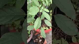 The Growth Journey of Fig Trees: The Joy of Planting | Episode 408