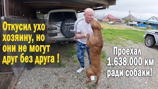 Долгожданная встреча Питбуля с Хозяином !!! Питбуль был обречен на смерть, но ему дали новый шанс !