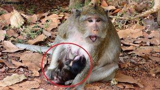 OMG..!Newborn baby monkey breastfeeding, Why Grace so angry, Samnnang kh