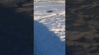 В городе Сковородино замечена выдра #амурскаяобласть #приамурье #благовещенск