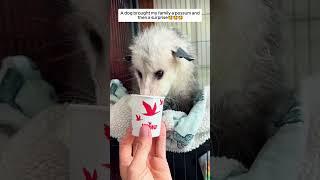 A dog brought my family a possum and then a surprise