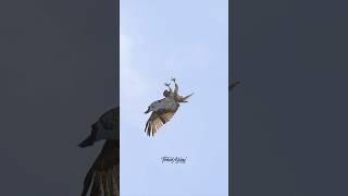 Fascinating speed of the Peregrine Falcon. #falcons #peregrinefalcon #redtailedhawk #birdsofprey