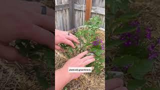 How to Prune your Tomato Plants for Maximum Harvest