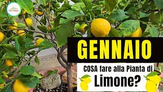 Gennaio - Cosa Si Deve Fare Alla PIANTA Di Limone?