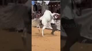 Consecuencias de caballos no educados