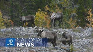 Indigenous stewardship essential to prevent biodiversity loss | APTN News