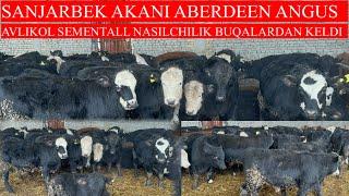 SANJARBEK AKANI ABERDEEN ANGUS AVLIKOL SEMENTALL NASILCHILIK BUQALARI KELDI