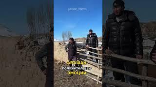 Сплошные положительные эмоции #овцеводство #sheepfarm in 