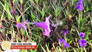 Phút Cầu Nguyện, Thứ Sáu 20/06/2025: Vương quốc hạnh phúc