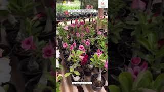Rare Imported Adenium Plant Online Sale  #adenium #plants #flowers #garden