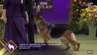 Mercedes the German Shepherd wins the Herding Group | Westminster Kennel Club