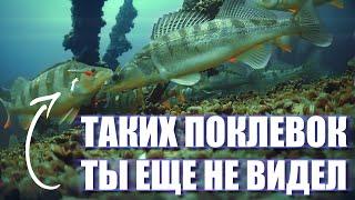 А ты видел как СУДАК КЛЮЕТ под водой?  СУДАК ЩЕКОЧЕТ наши НЕРВЫ!  РЫБАЛКА в Камском Устье