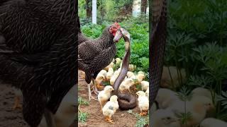 Brave Mother Hen Protects Her Chicks from a King Cobra p3