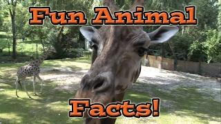 Fun Animal Facts for Kids