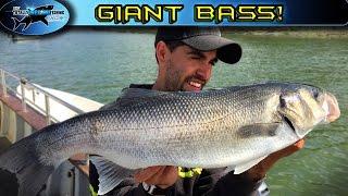 Giant Bass Fishing from Moored boats | TAFishing