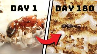 Simulate An Ant Colony For 180 Days   ANTTREK