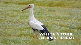 White stork (ciconia ciconia) | Bird watching