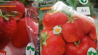 Клубника рассада фриго -   подготовка к посадке.  Рекомендации
