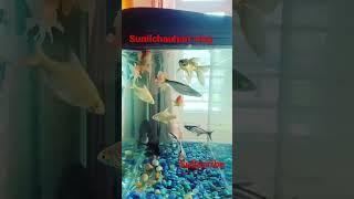 fiss vidio #fishing #fission #fiss