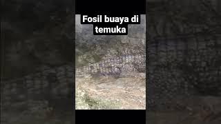 fosil batu buaya sebesar ini kok baru di temukan..??