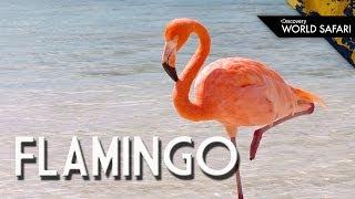 Have You Ever Seen a Flamingo Fly?