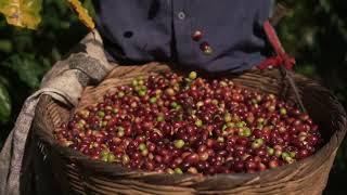 APORTES DEL MAPEO DIGITAL DE SUELOS EN CULTIVO DE CAFÉ