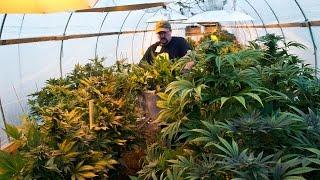 Tour a marijuana growing operation in Kasilof, Alaska