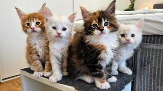 The Playful Maine Coon Family!