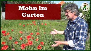 Mohn im Garten - Neuer Garten - Teil 12