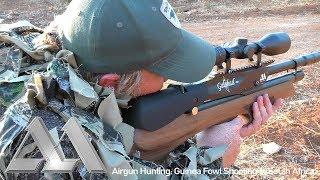 Airgun Hunting: Guinea Fowl Shooting in South Africa