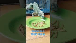 Rhino Iguana Eating #rhinoiguana #rhinoceros #cycluracornuta #reptile #reptilelover #shorts