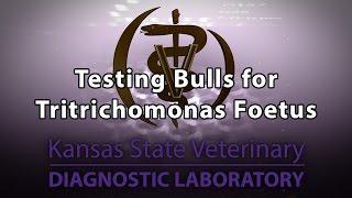 Testing Bulls for Tritrichomonas Foetus