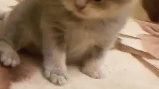 Крикуха