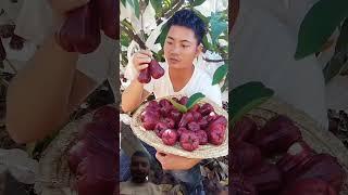 Every single people eat and like these fruits#fruit #nature #garden #gardening #vegetables