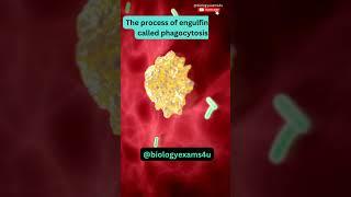 Macrophage eating Bacteria | 3D Animation | Immunology | @biologyexams4u