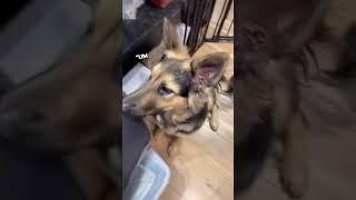 Rescue Dog NEVER Had A Permanent Home Until...