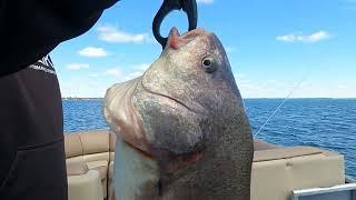 Lake St. Clair Fishing (Ben Sheephead Catch)