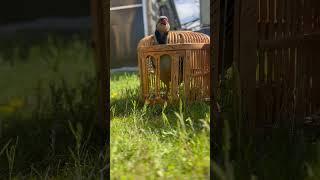 Keklik Sesi Efsane (Keklik Hengamesi) - الحجل طائر - куропатка - partridge