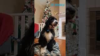 Our Ausiedoodle MayJay and his progression!