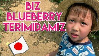 Biz blueberry terimidamiz endi !