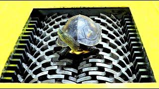 Tortoise VS Shredder!  Who will win? You can't guess how hard the tortoise shell is! Very shocking!