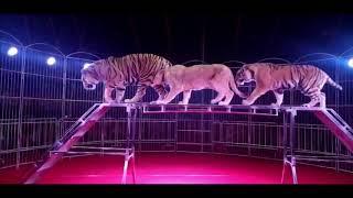 Tiger vs Lion - The Ultimate Size Comparison to end all debates!