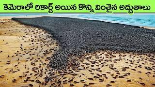 lot of animals caught on camera in telugu | animal facts in telugu | interesting facts in telugu