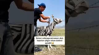 ZEBRA MINGAN BOLAKAY ️