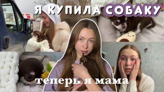 Я КУПИЛА СОБАКУ / первые дни ЧИХУАХУА дома / самое милое видео️