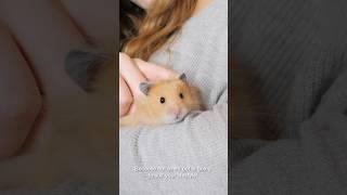 Do hamsters like Humans? #fyp #hamsters #pets